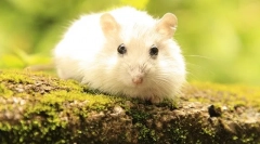 Koliko hrčaka živi kako povećati životni vijek